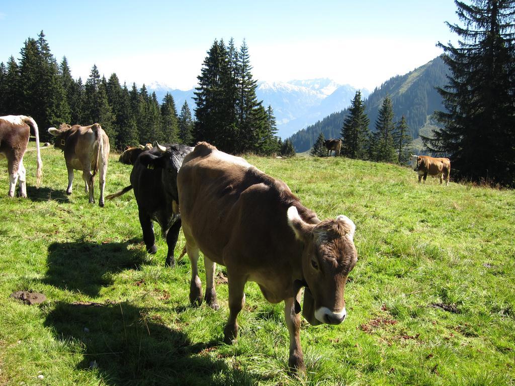 Haus Aigner Apartment Fischen im Allgaeu Cameră foto